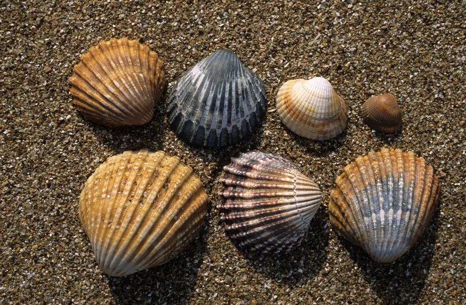 5. Brachiopods: Ancient Shell-Bearers That Never Quite Left (Image Credits: Pexels)