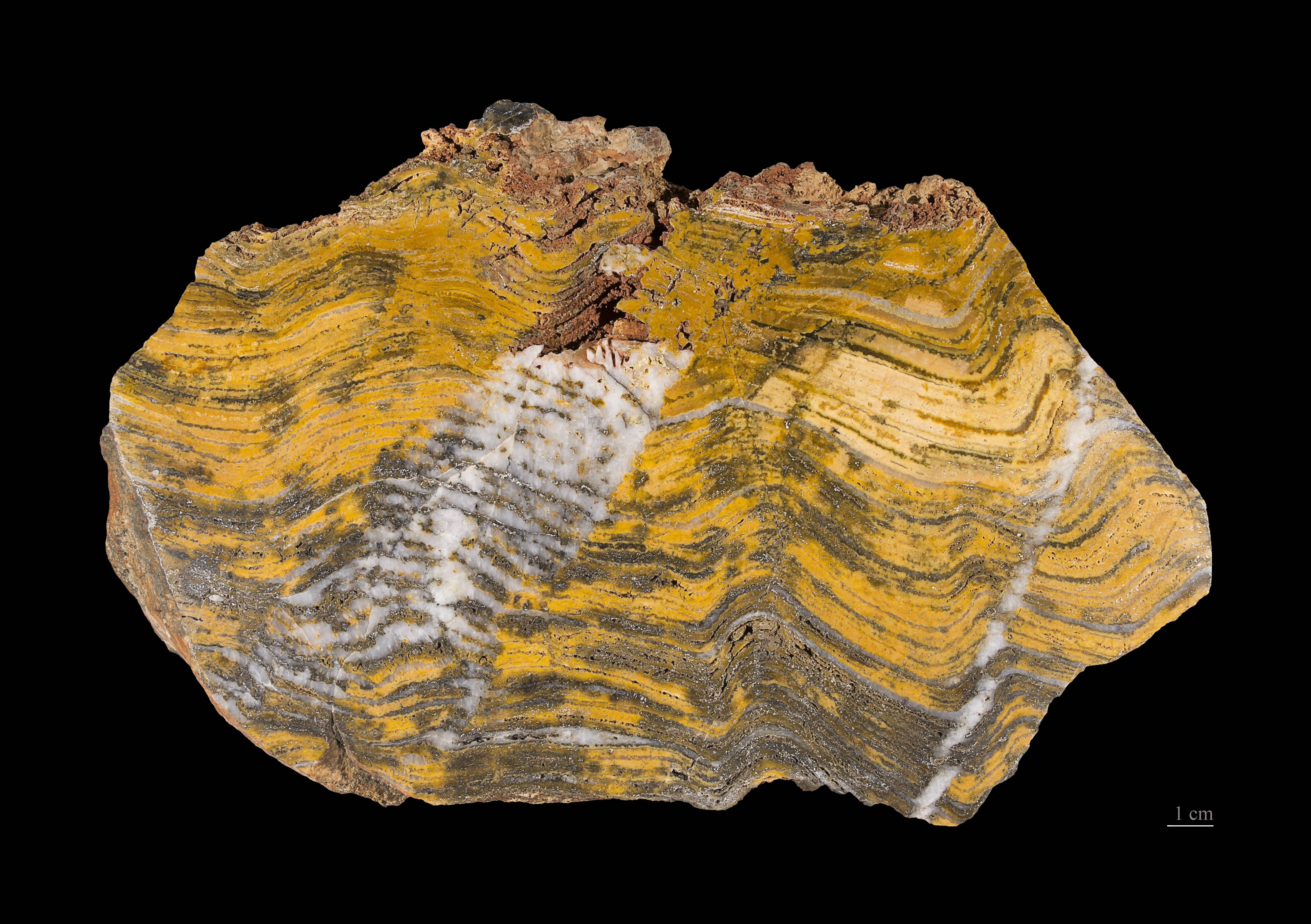 Capricorn Rising - The Enduring Stromatolite (Image Credits: Wikimedia)