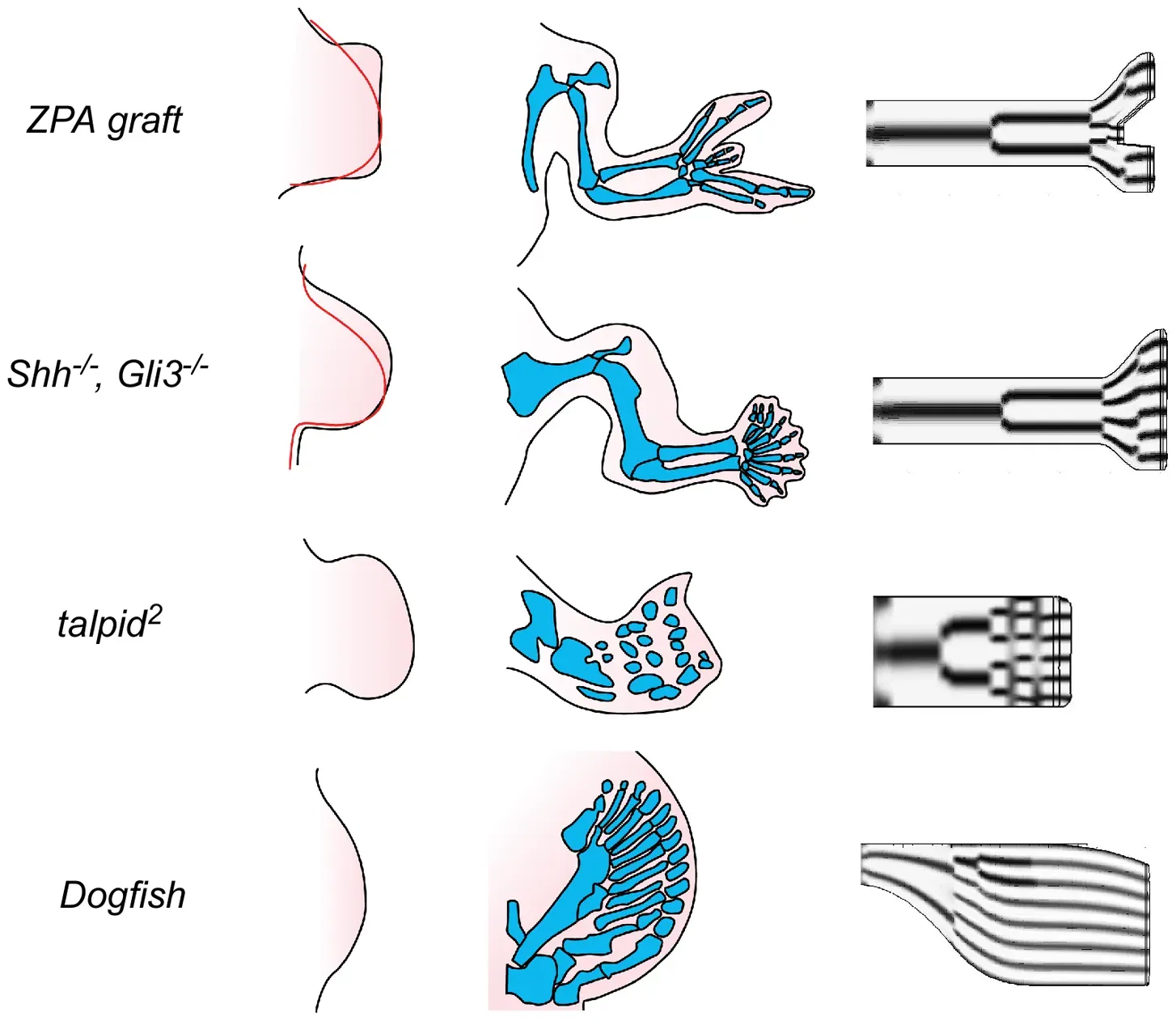 How Limbs Normally Form: The Developmental Blueprint (By Zhu J, Zhang Y-T, Alber MS, Newman SA, CC BY 4.0)