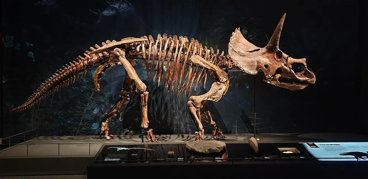 #10 - One Of The Most Common Dinosaurs Ever Found (Image Credits: Pixabay)