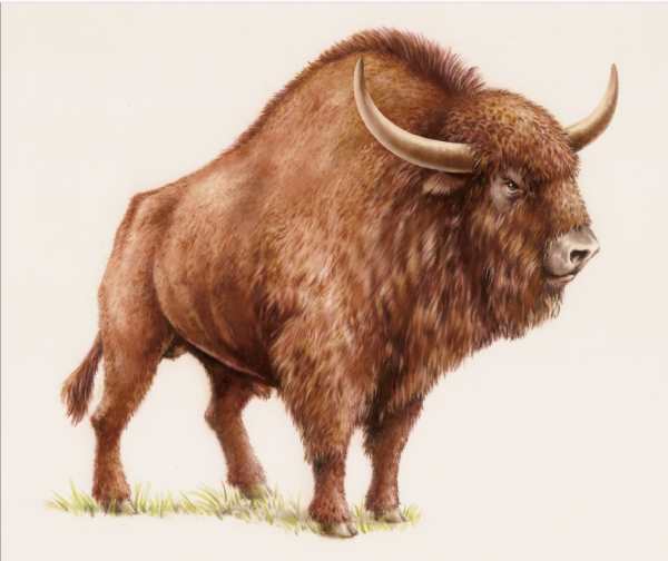 Steppe Bison: Grassland Powerhouse (Image Credits: Wikimedia)