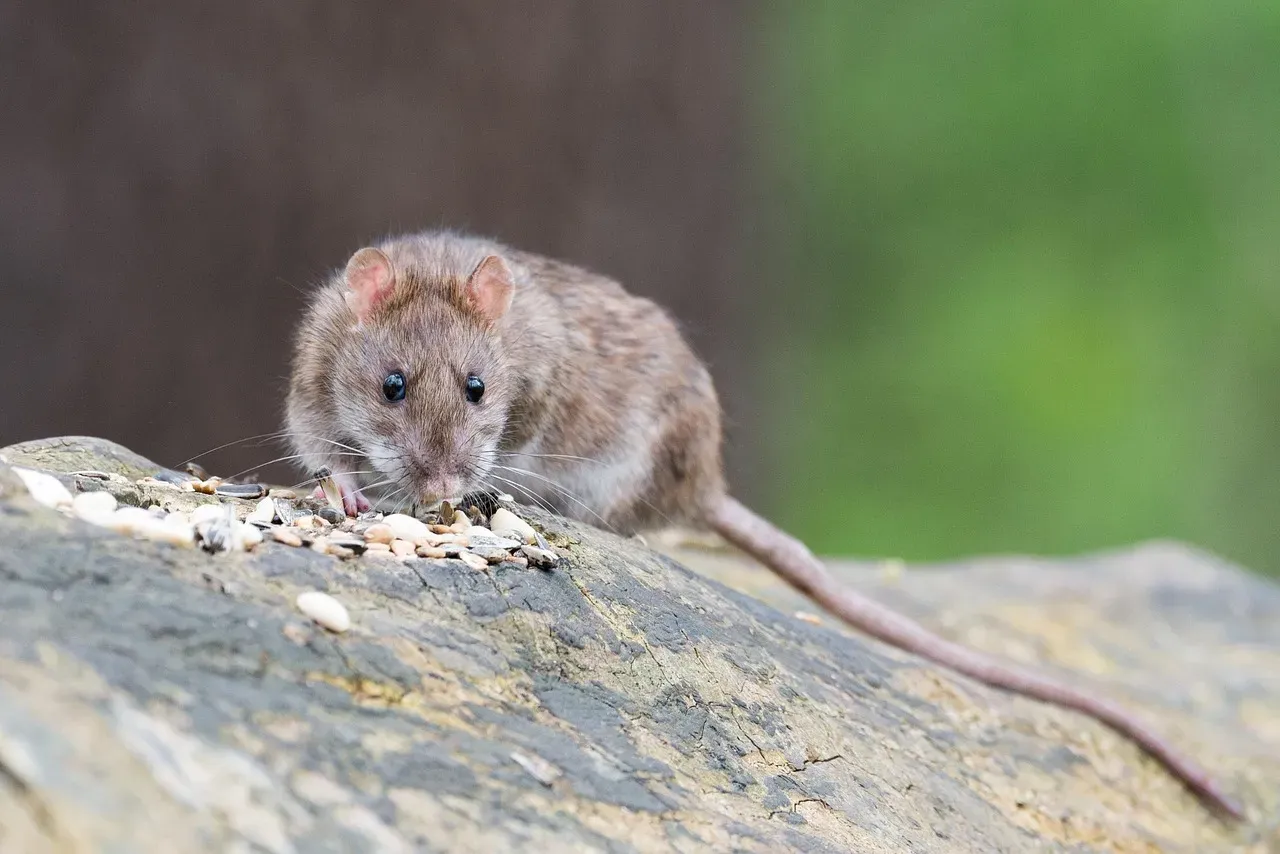 Rat: Clever Adaptation Under Pressure (Image Credits: Pixabay)