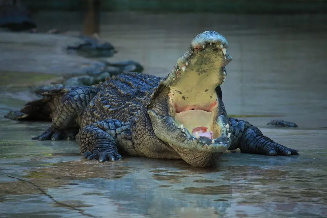 #3 - Alligators Are Not Silent, Simple Animals (Image Credits: Unsplash)