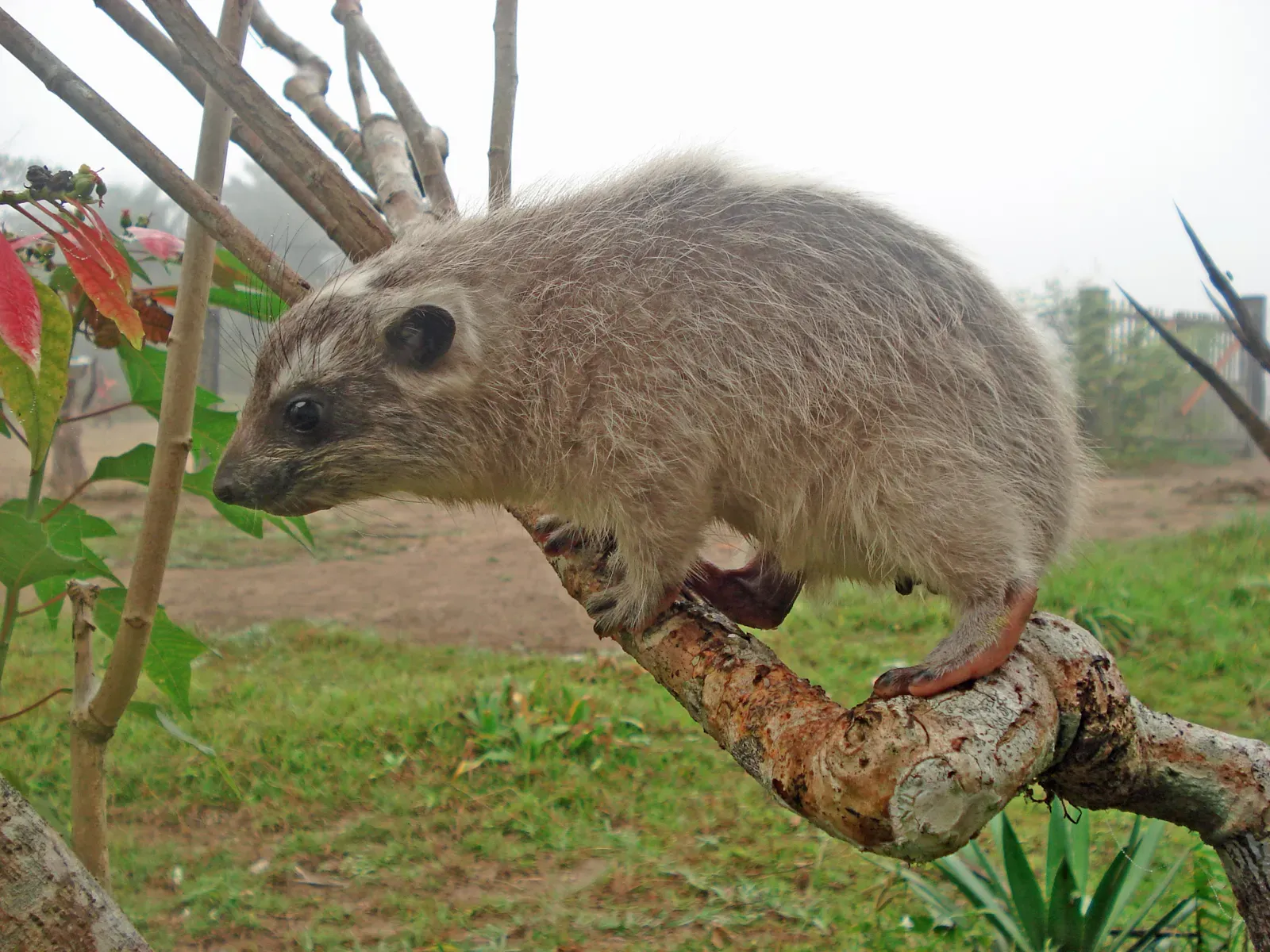 #2 - A Nocturnal Tree-Dweller Hiding in Plain Sound (By Valerius Tygart, CC BY-SA 3.0)