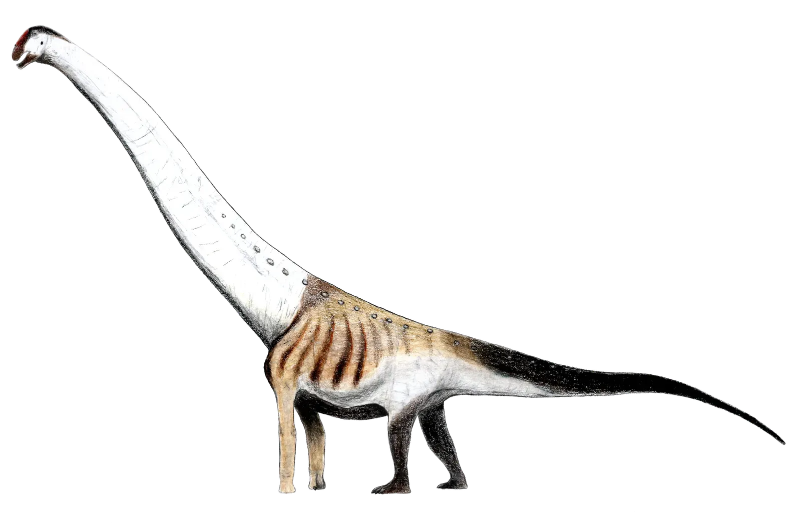 #10 - Aegyptosaurus baharijensis: Blown Up Before Anyone Could Study It Twice (By Levi Martinez-Reza, CC BY-SA 3.0)