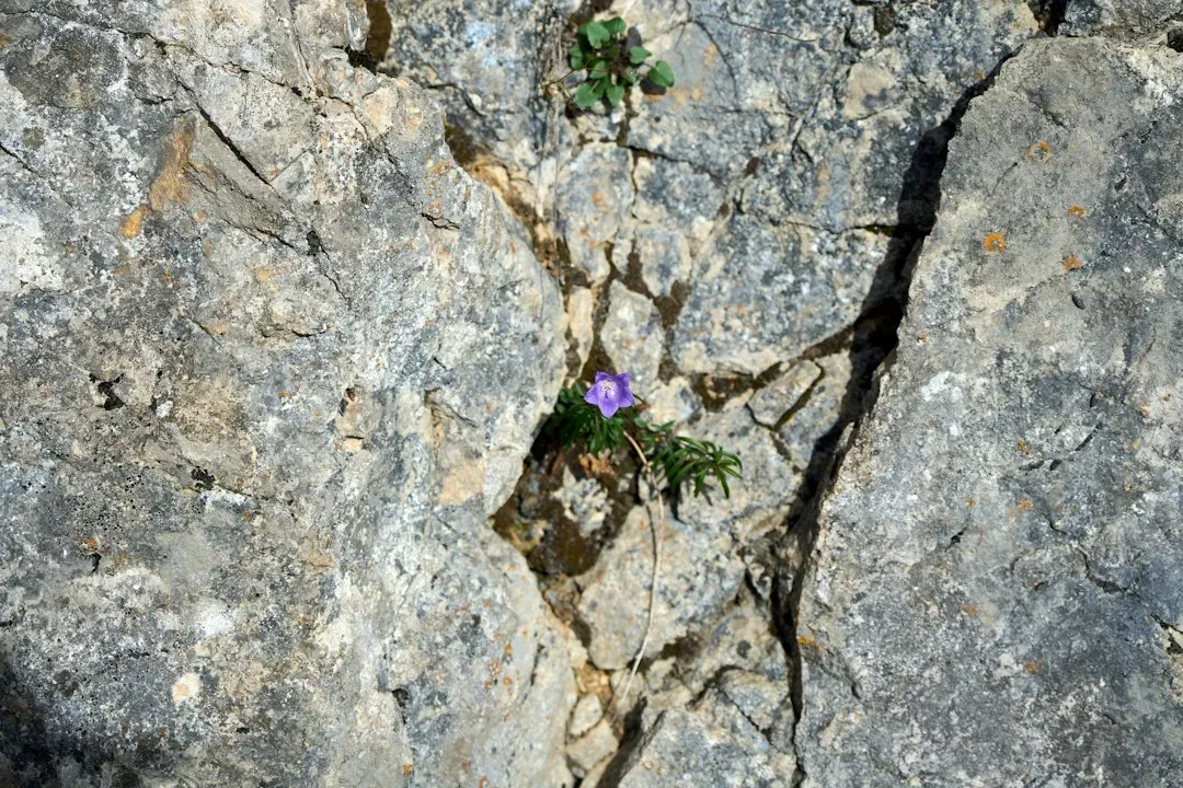 #7 Chicory and Other Roadside Wildflowers: Beautiful, But Out of Place (Image Credits: Unsplash)