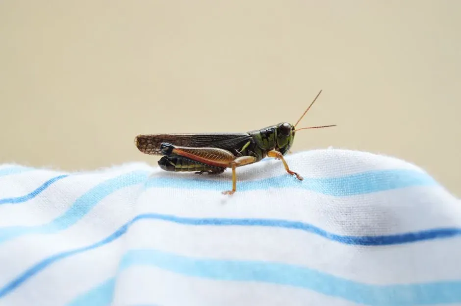 #9 - The Grasshopper That Beat an 80-Year Silence (Image Credits: Pexels)