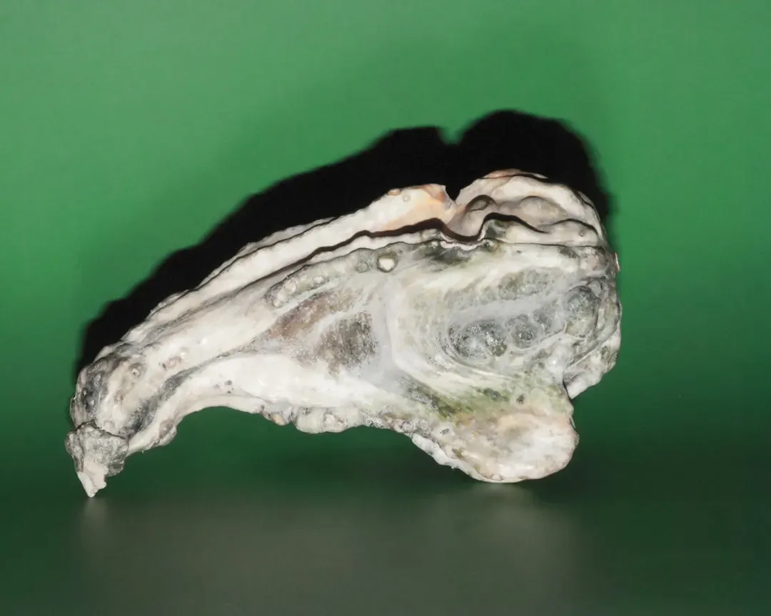 New Fossils, New Tools, New Revelations Still Coming (Image Credits: Unsplash)