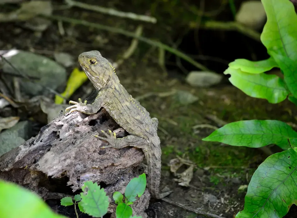 Adults Are Cannibals, So Babies Hunt During the Day (Image Credits: Flickr)