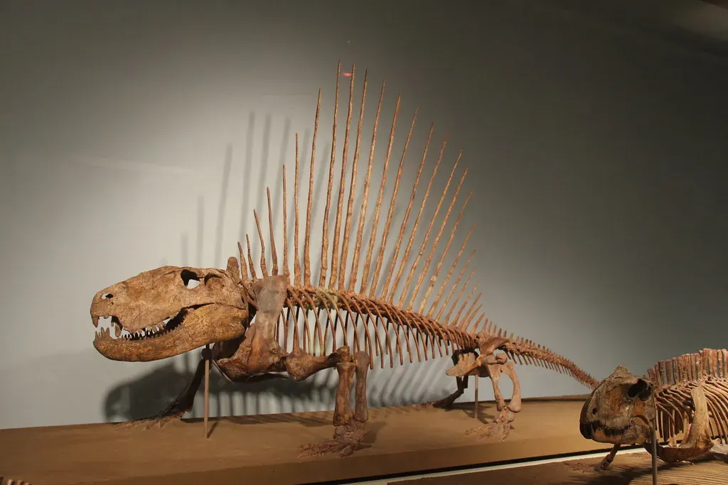 #9 - Was the Permian Extinction One Knockout Punch or Two? (Image Credits: Flickr)