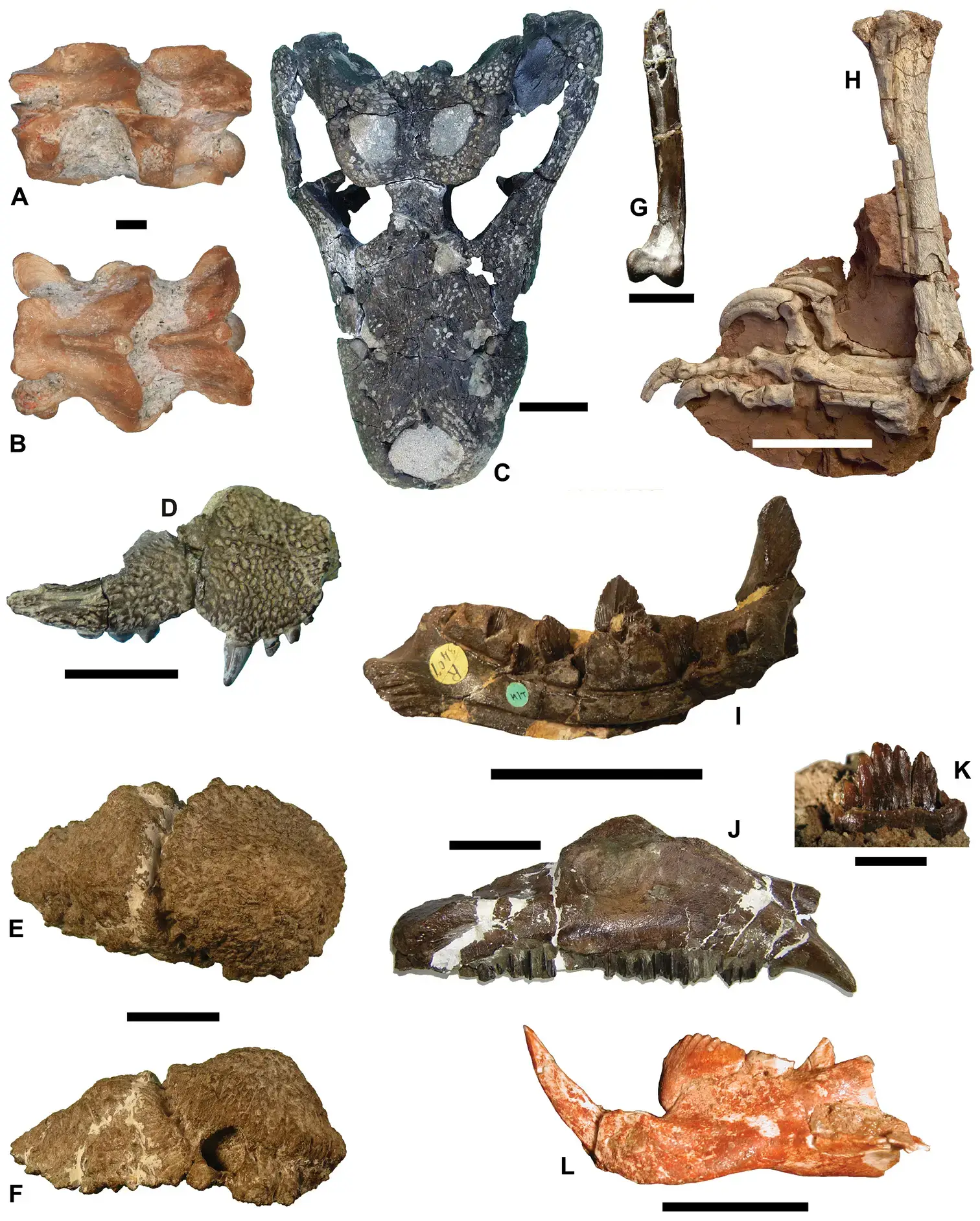Dinosaur Bones Piled Like a Traffic Jam in Transylvania (Image Credits: Wikimedia)