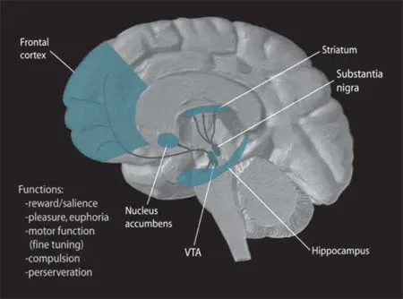 How Your Brain Chemistry Fuels Validation-Seeking (Image Credits: Wikimedia)
