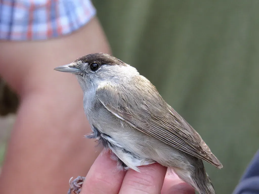 They're Still Here as Modern Birds (Image Credits: Flickr)