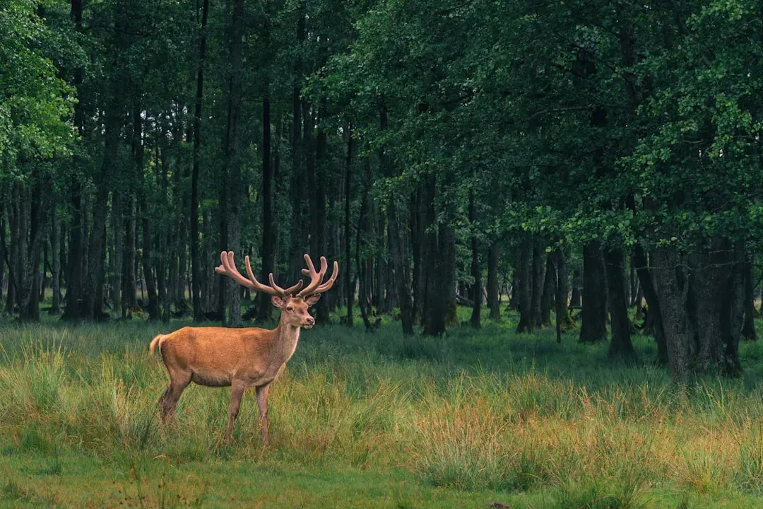 The Deer: The Graceful Communicator (Image Credits: Unsplash)