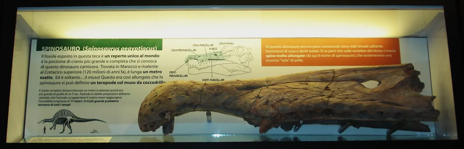 #12 - This Might Be the Weirdest Dinosaur Ever Found, Period (By Ghedoghedo, CC BY-SA 3.0)