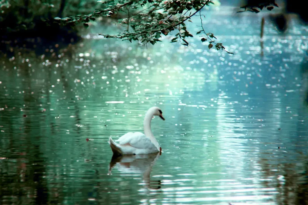 Taurus: The Swan – Graceful, Grounded, and Loyal to Its Waters (Image Credits: Unsplash)