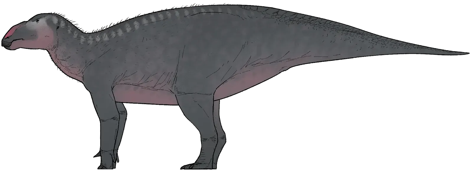 A 125-Million-Year-Old Dinosaur With Hollow Porcupine-Like Spikes (Image Credits: Wikimedia)