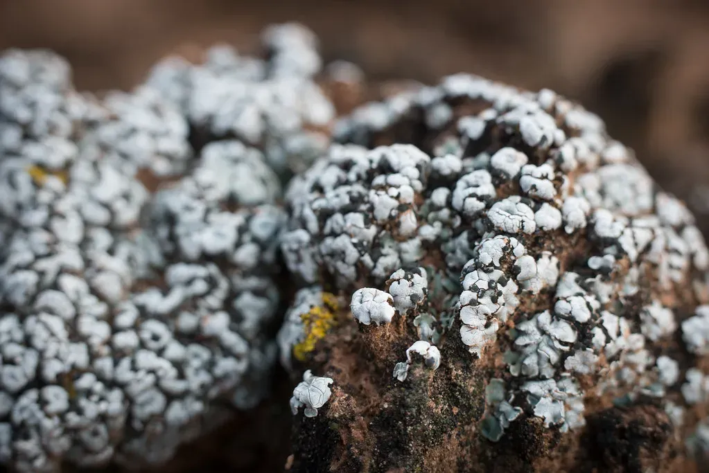 #9: Lichens – Slow-Motion Timekeepers on Rocks and Fences (Image Credits: Flickr)