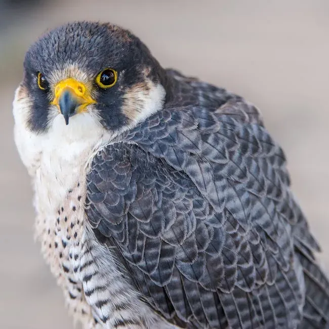 Modern Raptors: Hawks, Eagles, and Falcons as Mini-Theropods (Image Credits: Pexels)