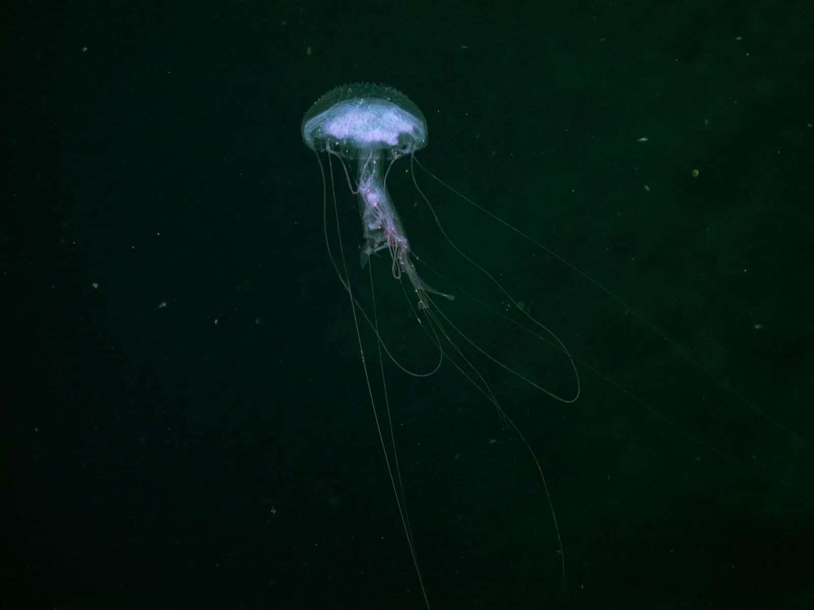 2. “UFOs of the Sea”: Unidentified Gelatinous Blobs That Refuse to Fit (NOAA Photo Library: reef3801, Public domain)