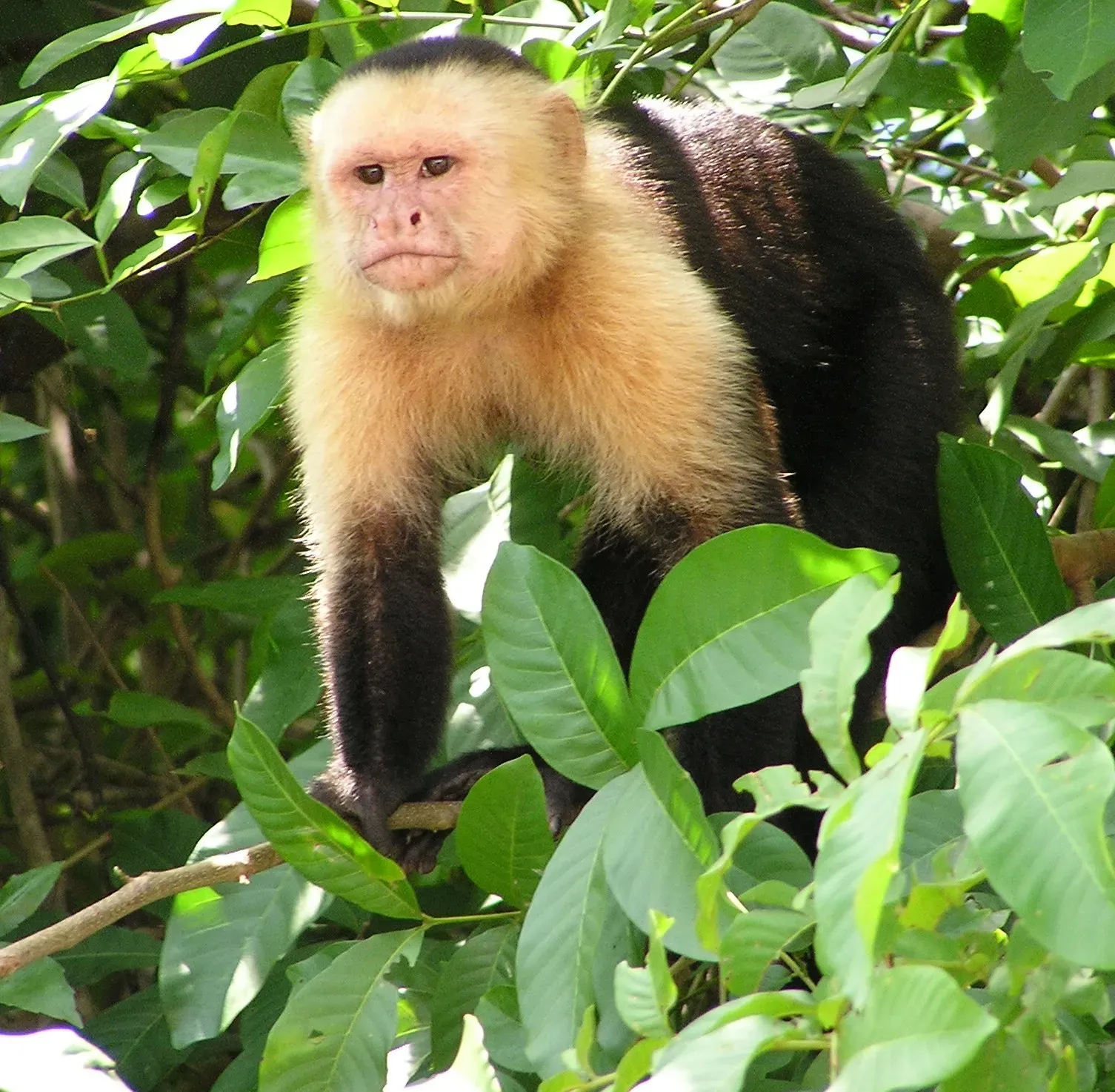 #6 - Capuchin Monkeys Use Tools With Startling Precision (By David M. Jensen (Storkk), CC BY-SA 3.0)