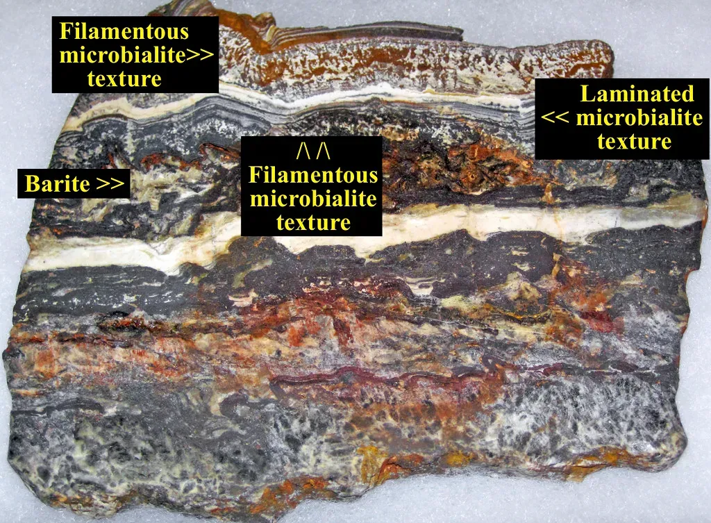 2. The Oldest Confirmed Fossils Were Found in Australia (James St. John, Flickr, CC BY 2.0)