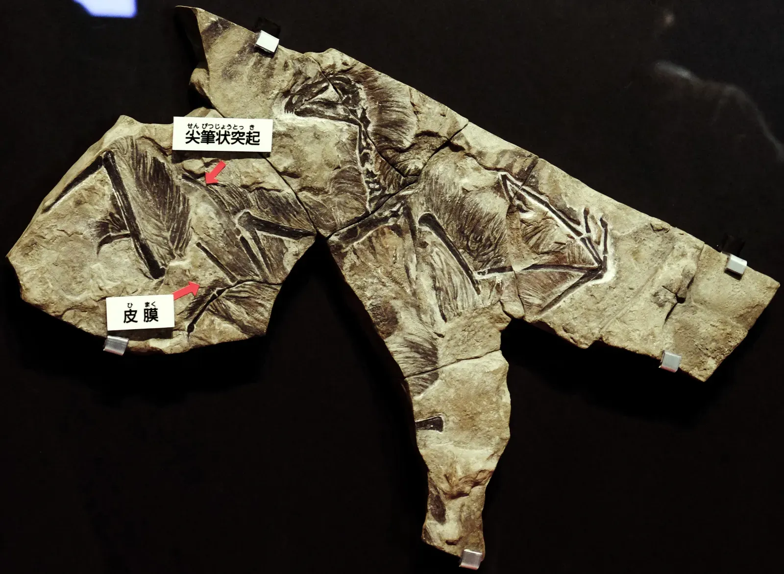 #14 - The Dinosaur With Bat Wings (By ★Kumiko★, CC BY-SA 2.0)