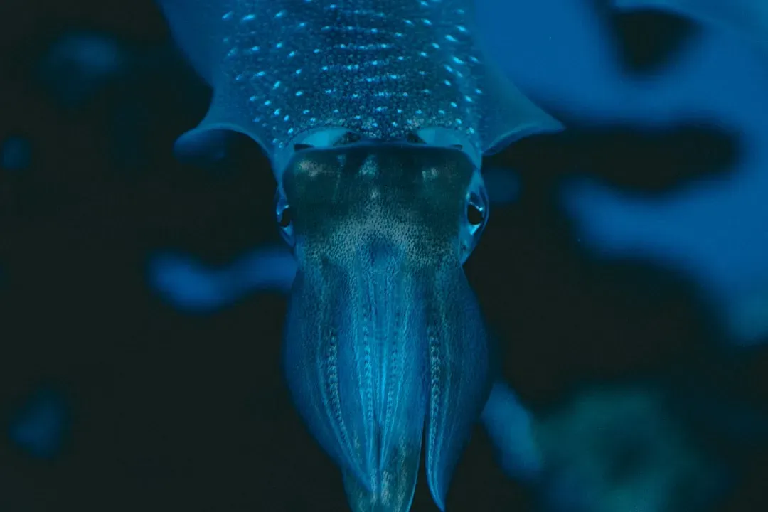 #12 - Giant Squid: The "Sea Monster Myth" That Scientists Refused to Believe (Image Credits: Unsplash)