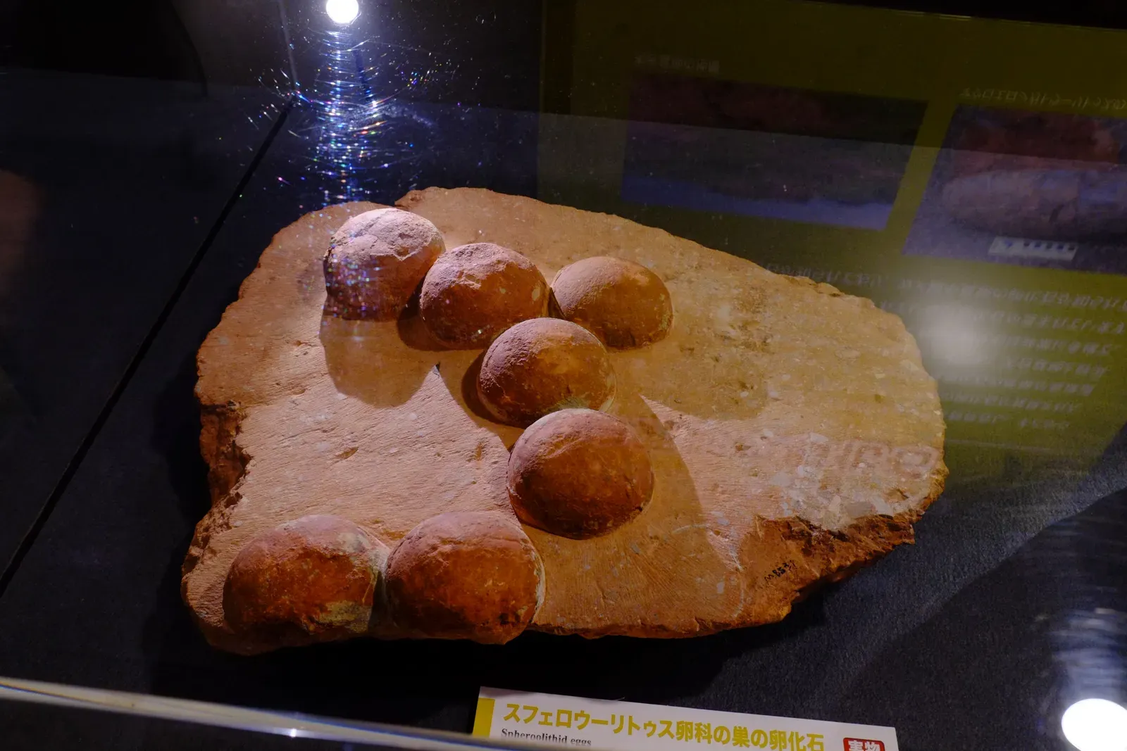 Spheroolithid Eggs: The Hadrosaur's Round Nursery (By ★Kumiko★, CC BY-SA 2.0)