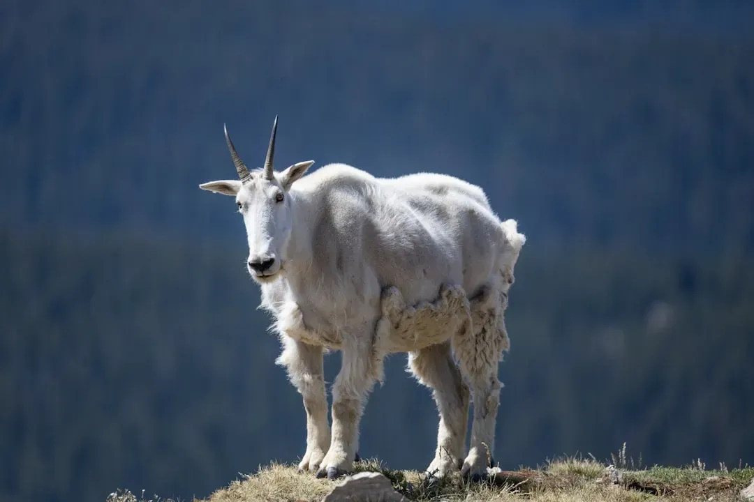 High-Altitude Animals Rewired Their Oxygen Systems (Image Credits: Unsplash)