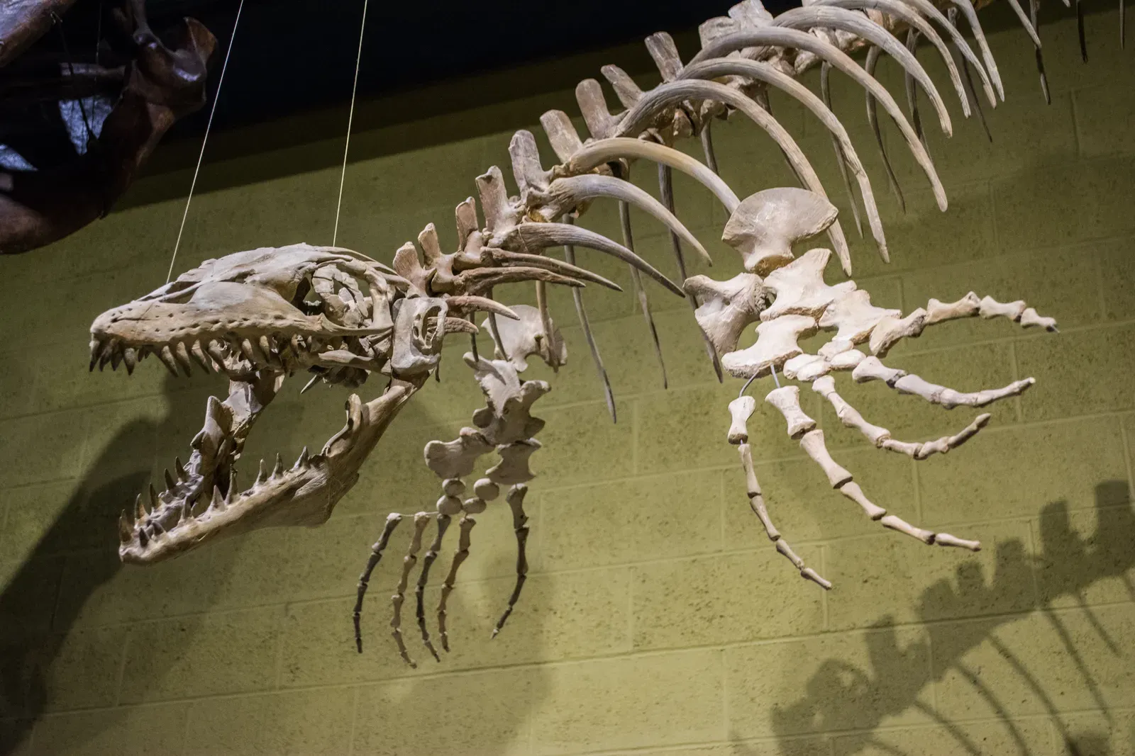 Conclusion: Oceans That Once Belonged to Giants (mosasaur - Cleveland Museum of Natural History, CC BY-SA 2.0)