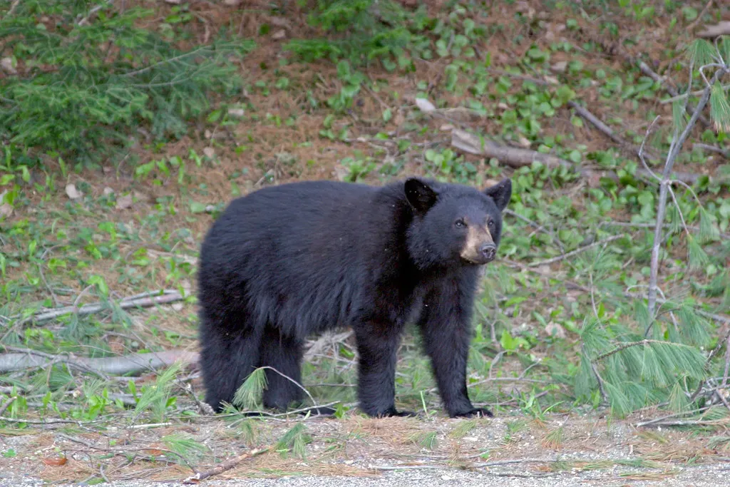 The American Black Bear: Successor to the Short-Faced Giant (Image Credits: Flickr)