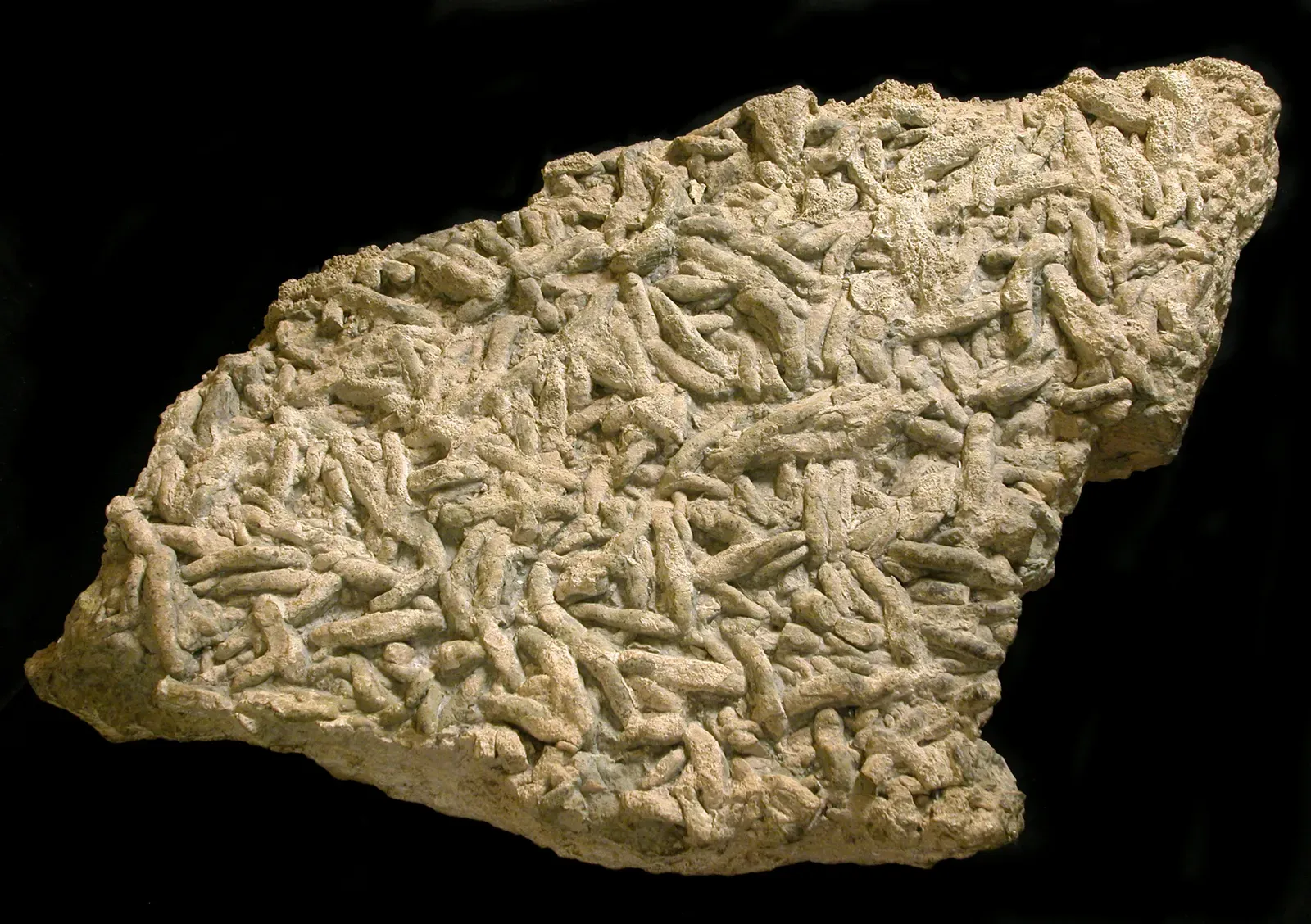 A Star Wars Worm and Half-Billion-Year-Old Soft Fossils (8528 Grand Canyon_ Fossil Worm Trails in Bright Angel Shale, CC BY 2.0)