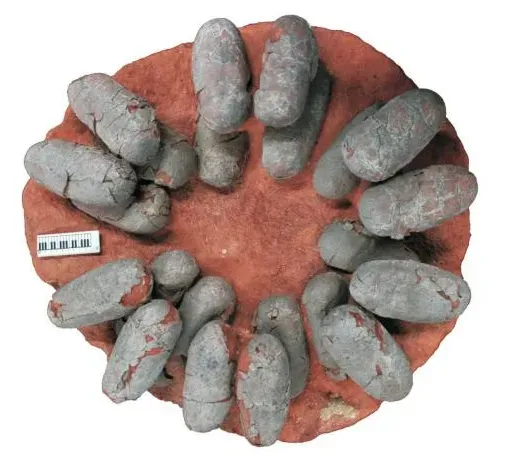 Egg Color, Incubation Science, and the Bird Connection (Wiemann J, Yang T, Sander PNN, Schneider M, Engeser M, Kath-Schorr S, Müller CE, and Sander PM. (2015) The blue-green eggs of dinosaurs: How fossil metabolites provide insights into the evolution of bird reproduction. PeerJ PrePrints 3:e1323 https://doi.org/10.7287/peerj.preprints.1080v1, CC BY-SA 4.0)