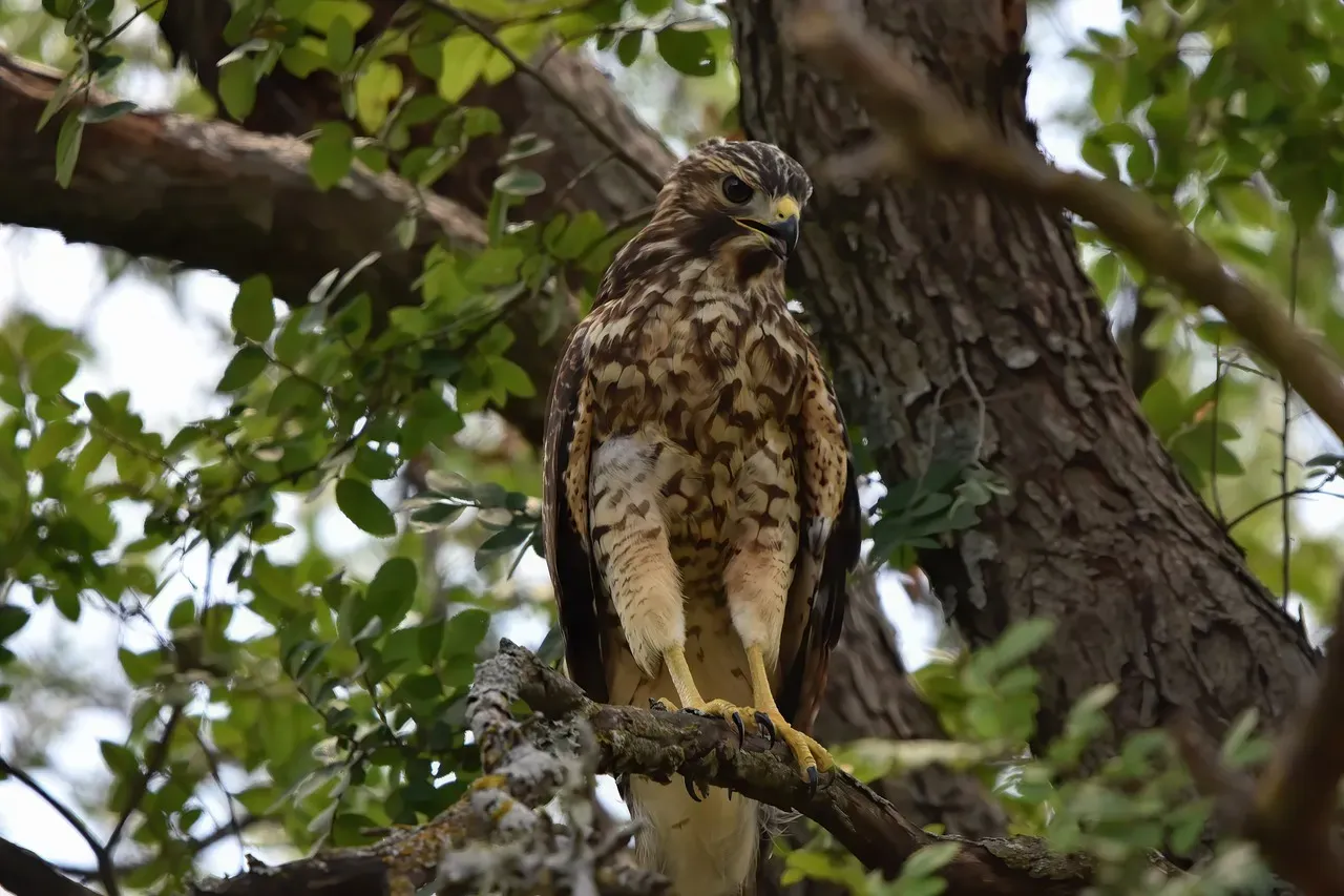 #7 Micro-Changes in Light, Shadow, and Camouflage (Image Credits: Pixabay)