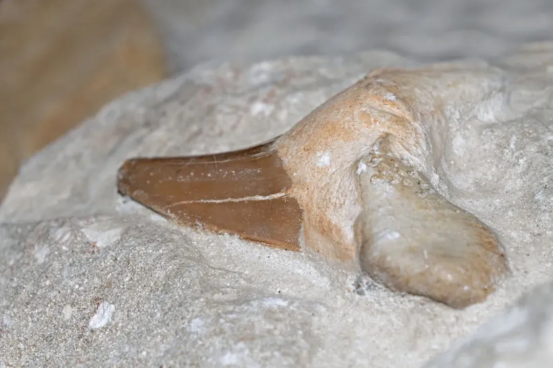 How to Spot and Identify a Real Megalodon Tooth (Image Credits: Unsplash)