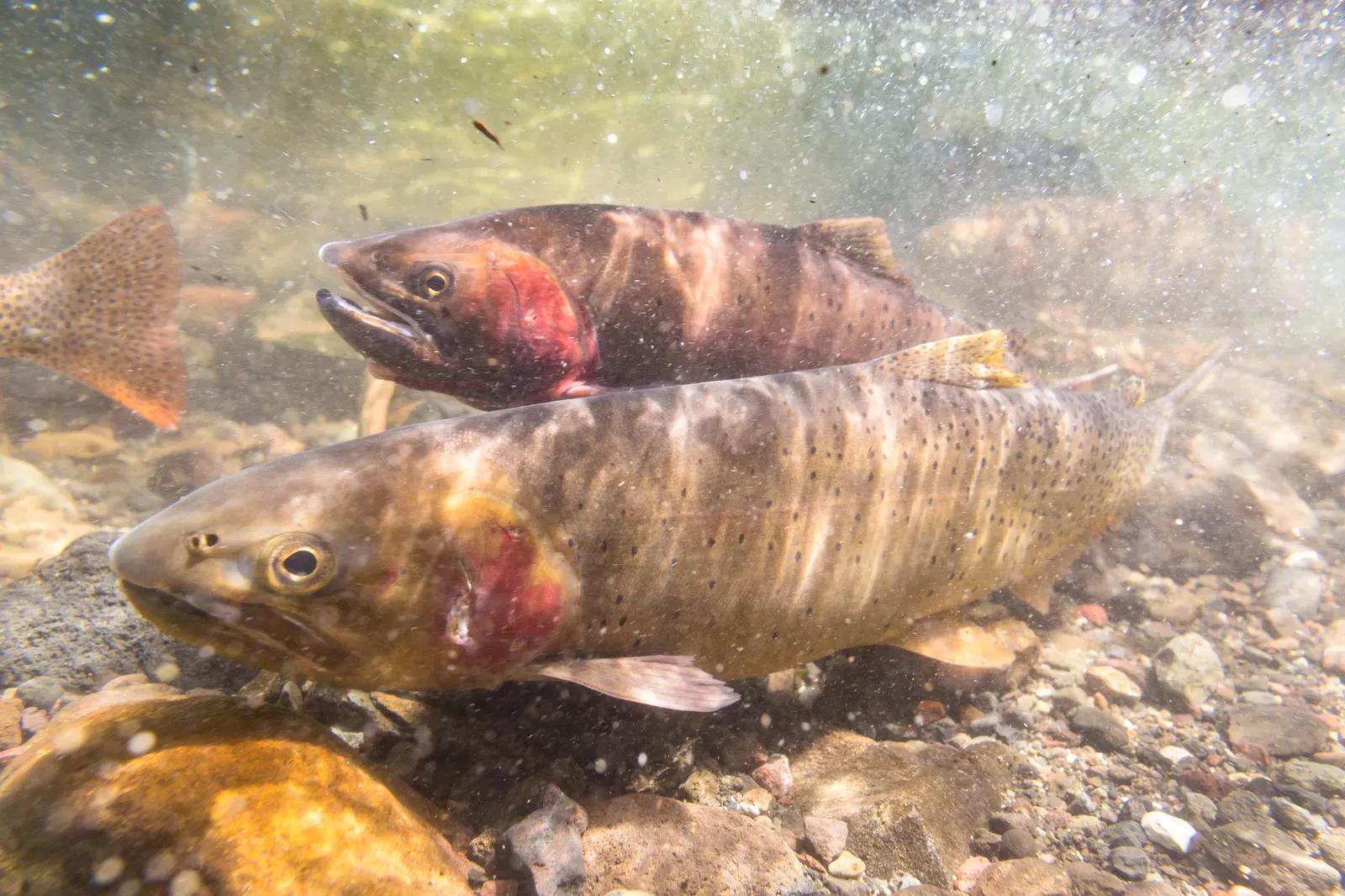 #4 - The Cutthroat Trout Collapse That Rewrote the Yellowstone Diet Story (Spawning Yellowstone cutthroat trout (Oncorhynchus clarkii bouvieri) (17), Public domain)