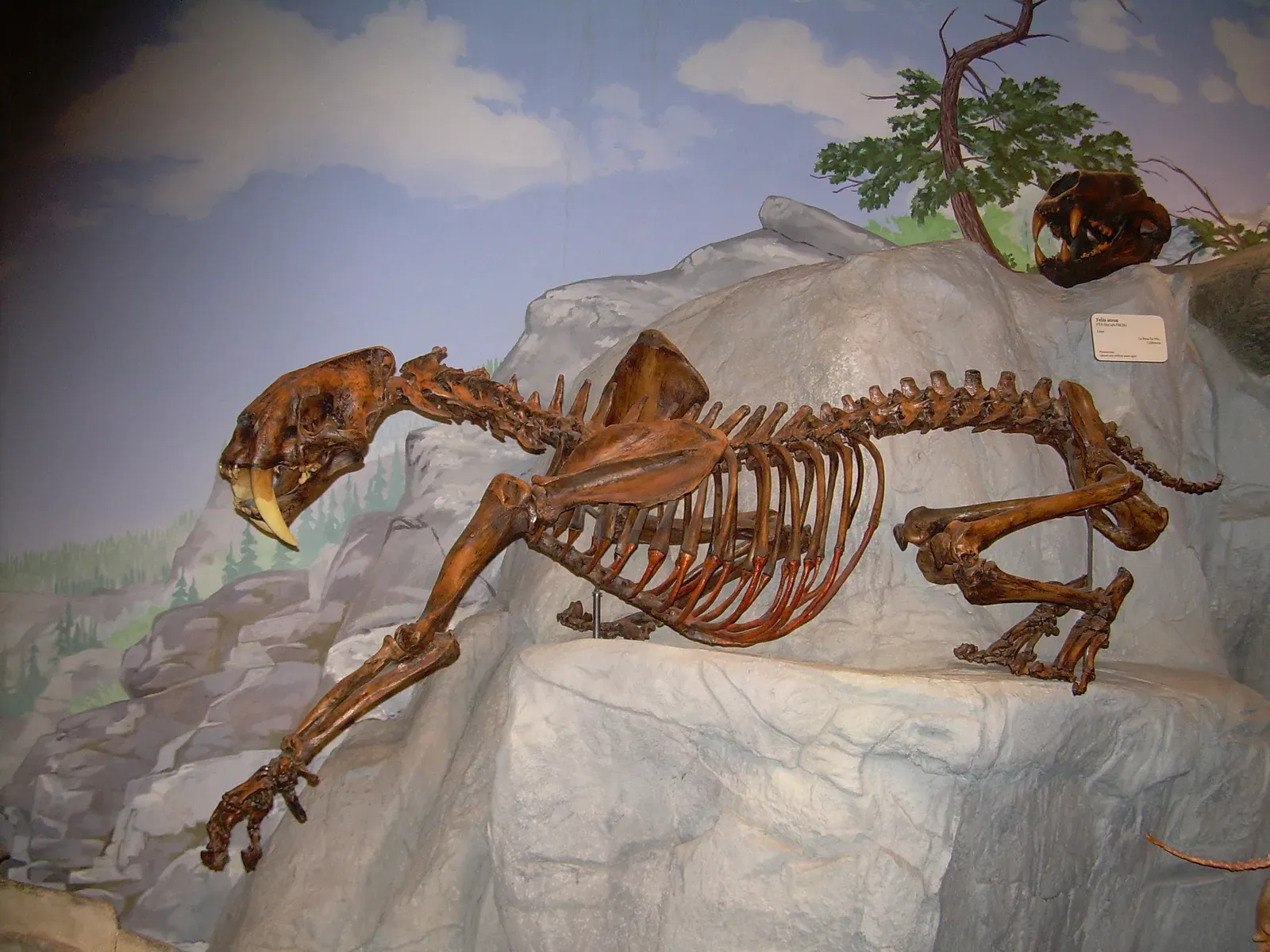 Opinionated conclusion: the real Smilodon was too raw for a kids’ franchise (By Ninjatacoshell, CC BY-SA 3.0)
