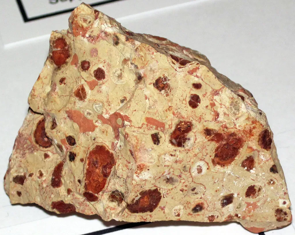 Metabolic Molecules Inside Ancient Bones: A Window Into Dinosaur Biology (Image Credits: Flickr)