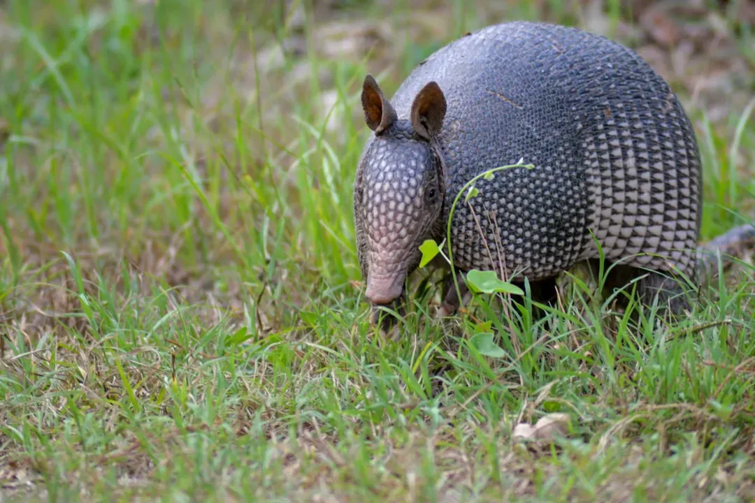 The Armored Mammal Family Tree: Xenarthrans And Their Weird Spine (Image Credits: Unsplash)