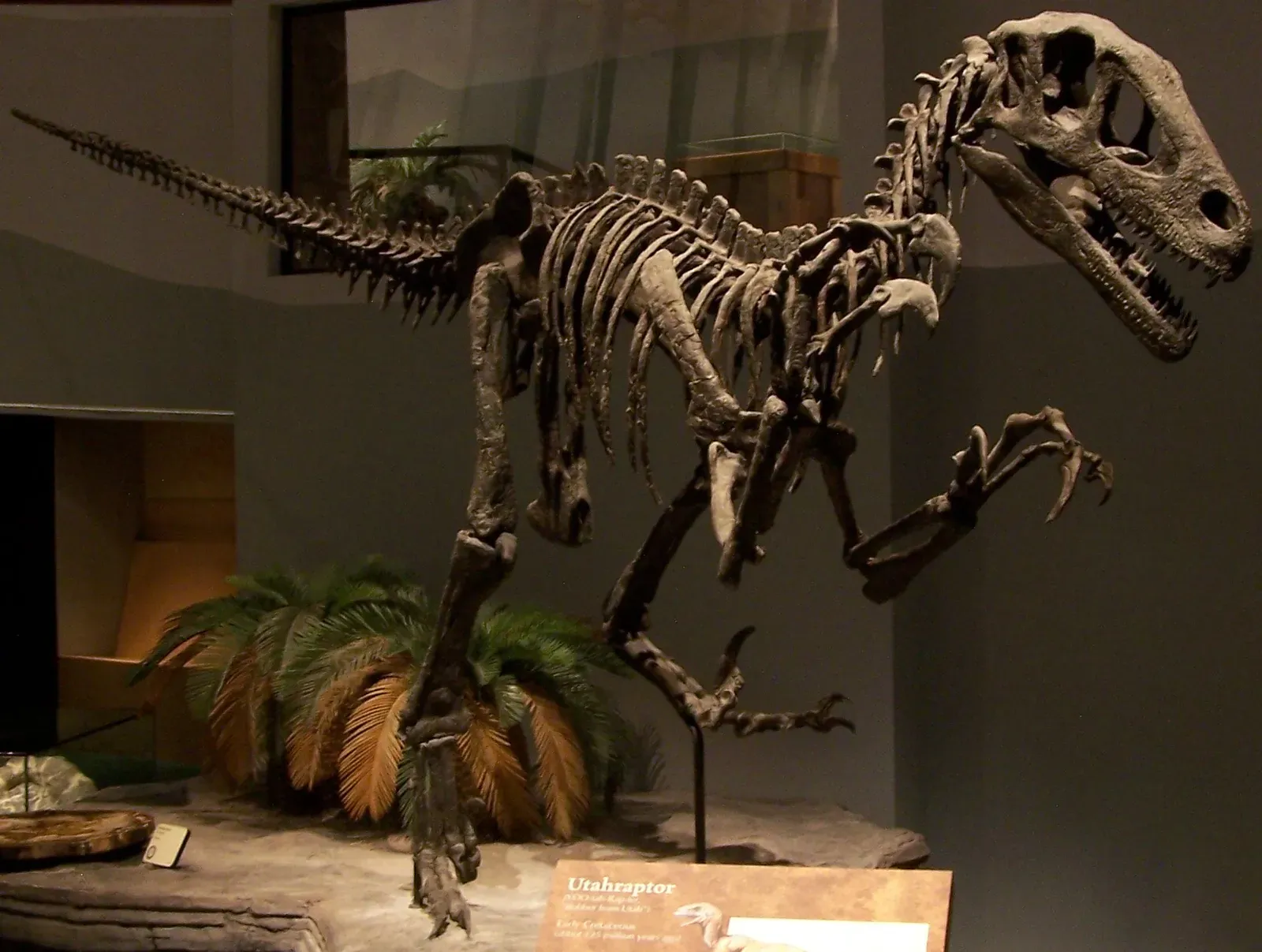 5. It Was Built For Power, Not Just Speed (Utahraptor, CC BY-SA 2.0)