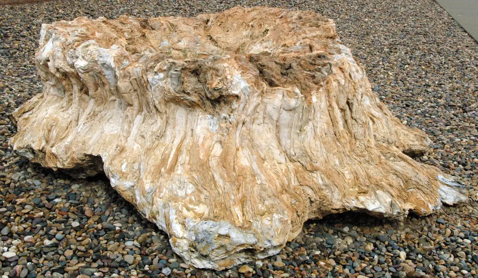 Reconstructing a Lost World from Stone Clues (Quartz-permineralized fossil wood - tree stump 1, CC BY 2.0)