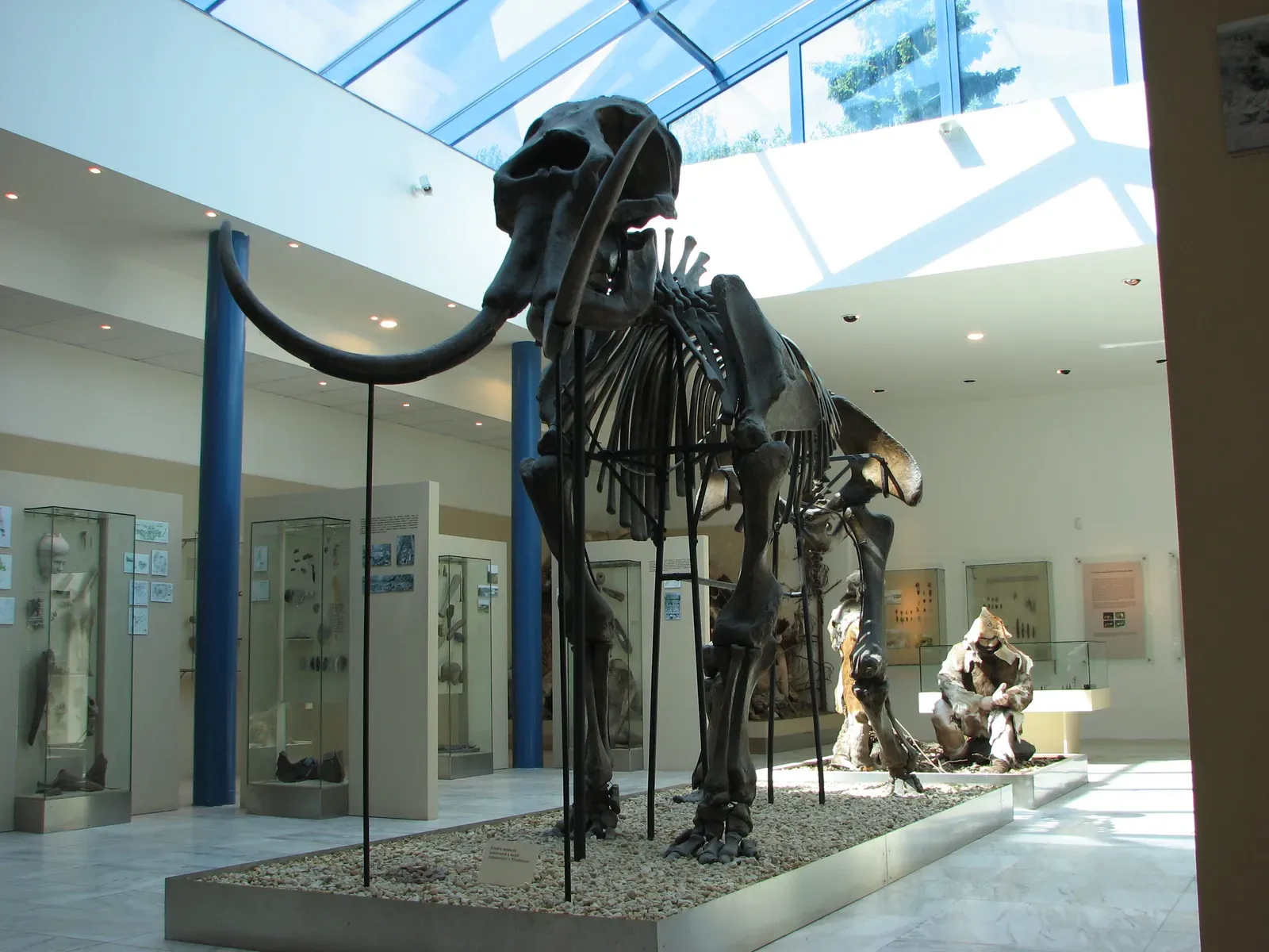 #8 - Mammoths Have the Exact Same Chromosome Count as Elephants (Self-photographed, Public domain)