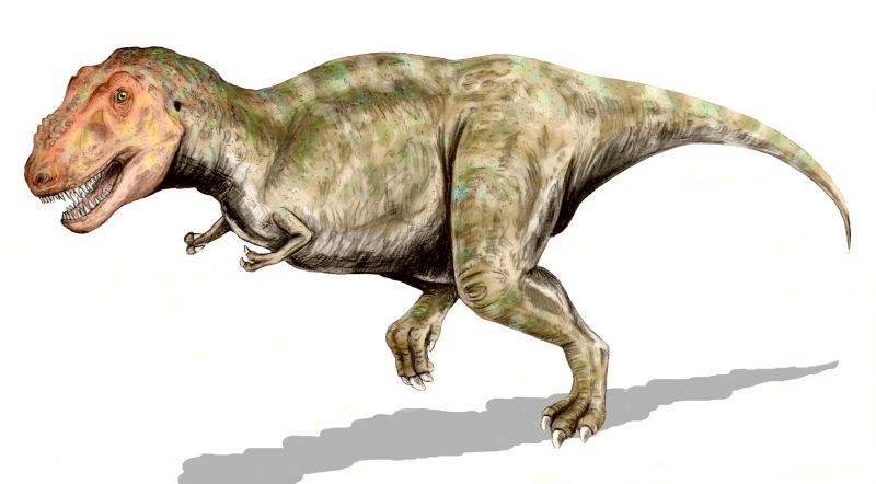 Why this matters for understanding T. rex behavior (Image Credits: Wikimedia)