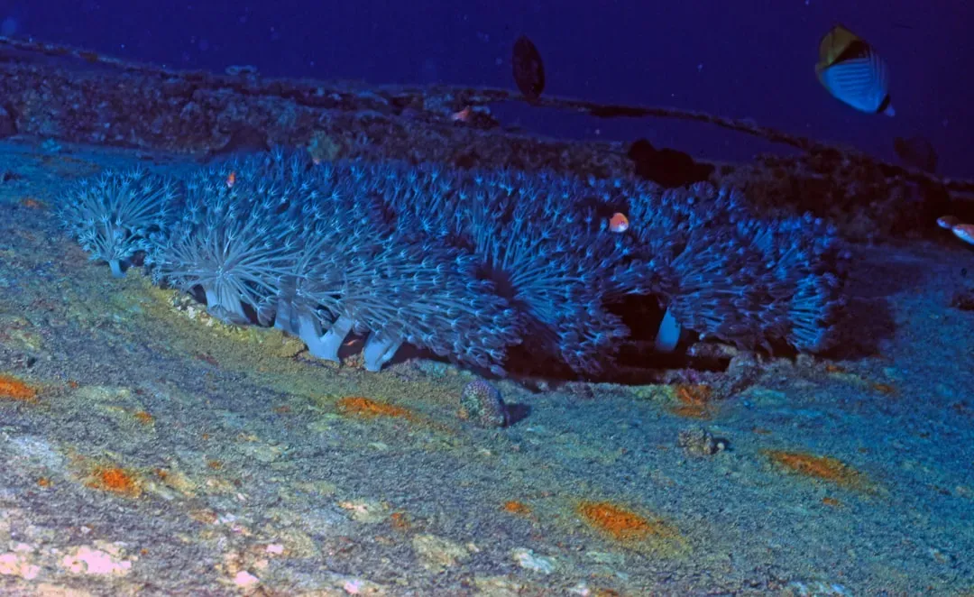 Deep Sea Hideaway: Where the Coelacanth Lives (Image Credits: Unsplash)