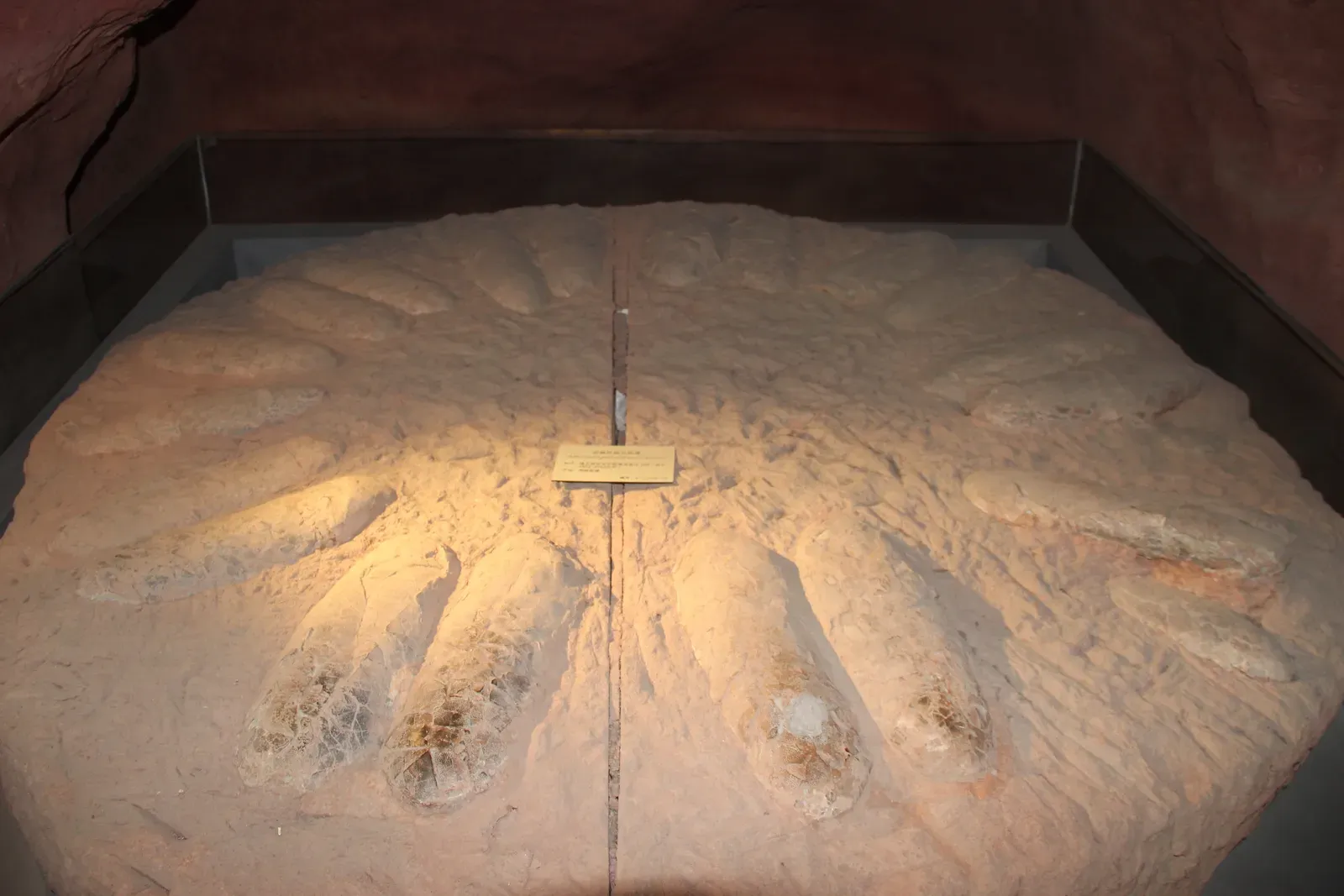 Conclusion: Small Shells, Big Revelations (By Gary Todd, CC0)