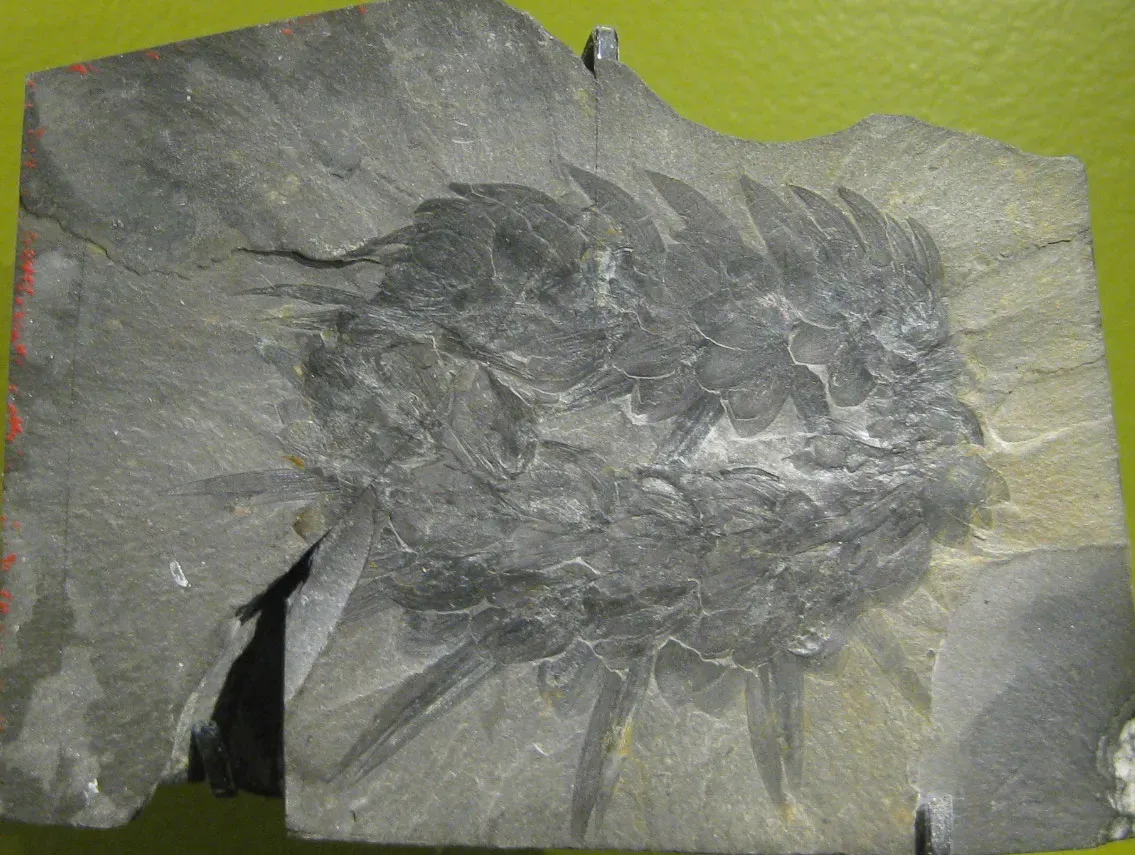 #13 - Wiwaxia: The Armored Slug That Shouldn't Have Survived Its Own Body Plan (Transferred from en.wikipedia to Commons by FunkMonk using CommonsHelper., Public domain)