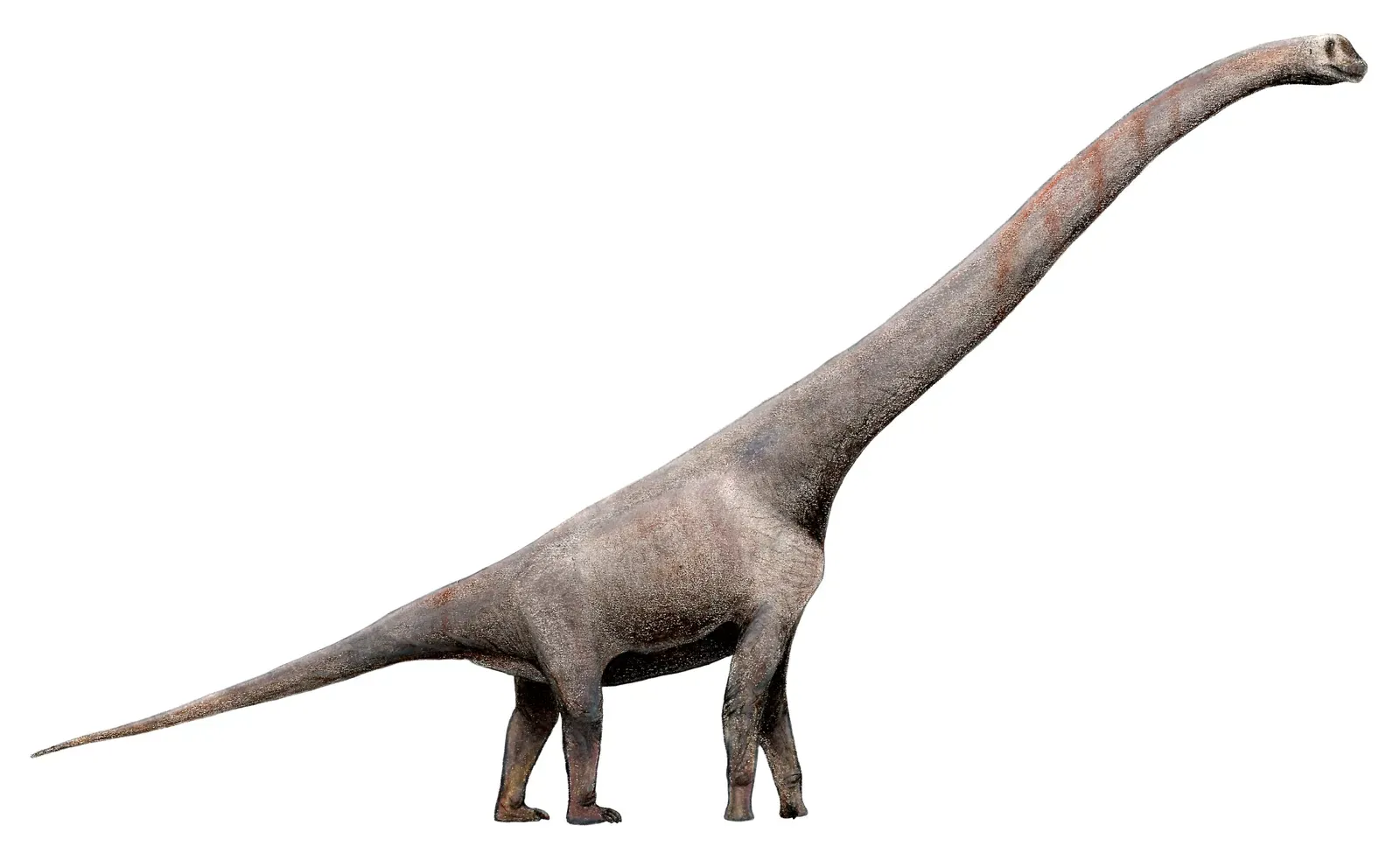 4. Sauroposeidon proteles – The Earth-Shaking “Lizard of Poseidon” (By Levi Martínez-Reza, CC BY-SA 3.0)