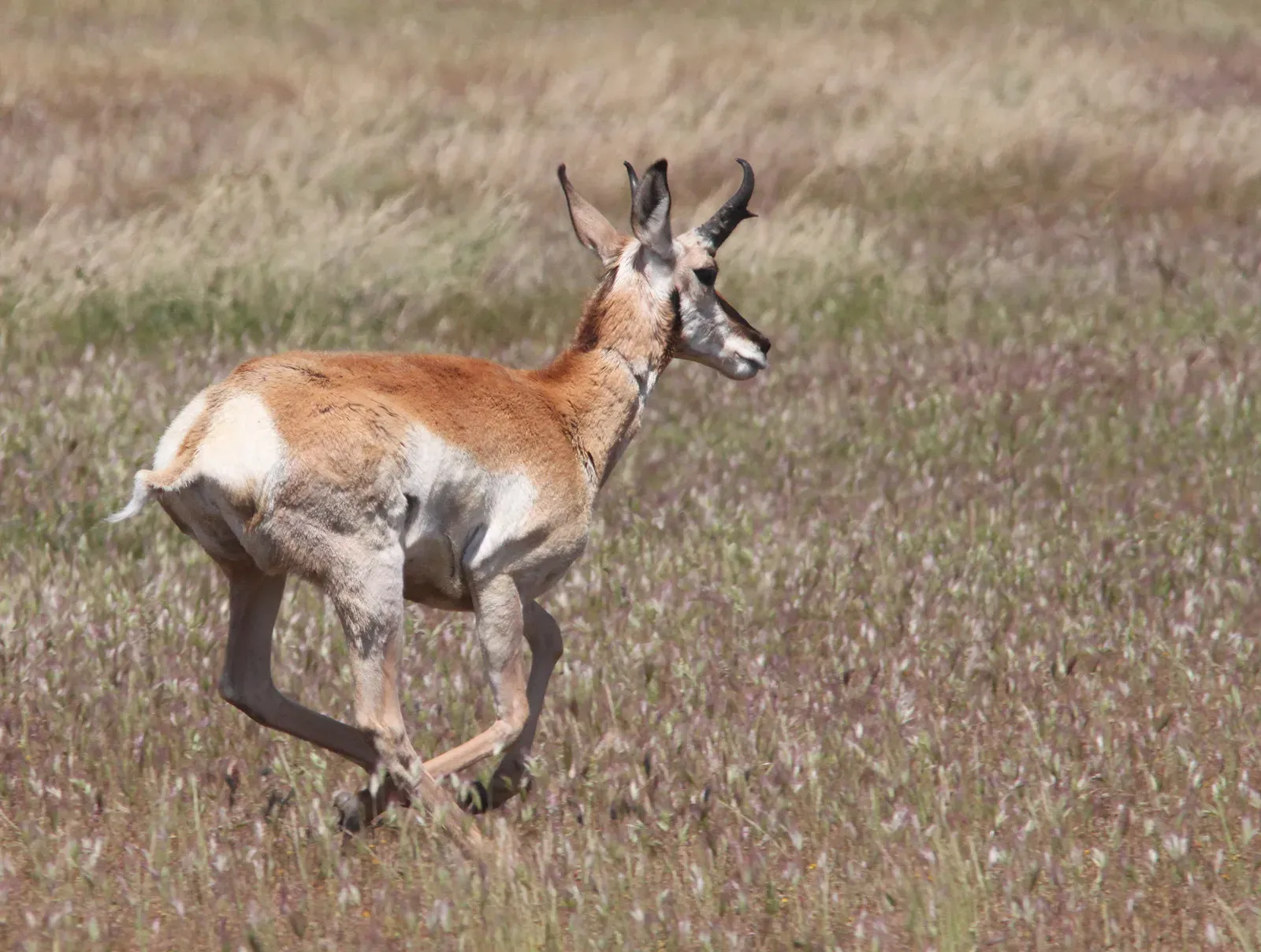 Conclusion: The Pronghorn Is Not Overbuilt - We Are Underinformed (By ALAN SCHMIERER, CC0)