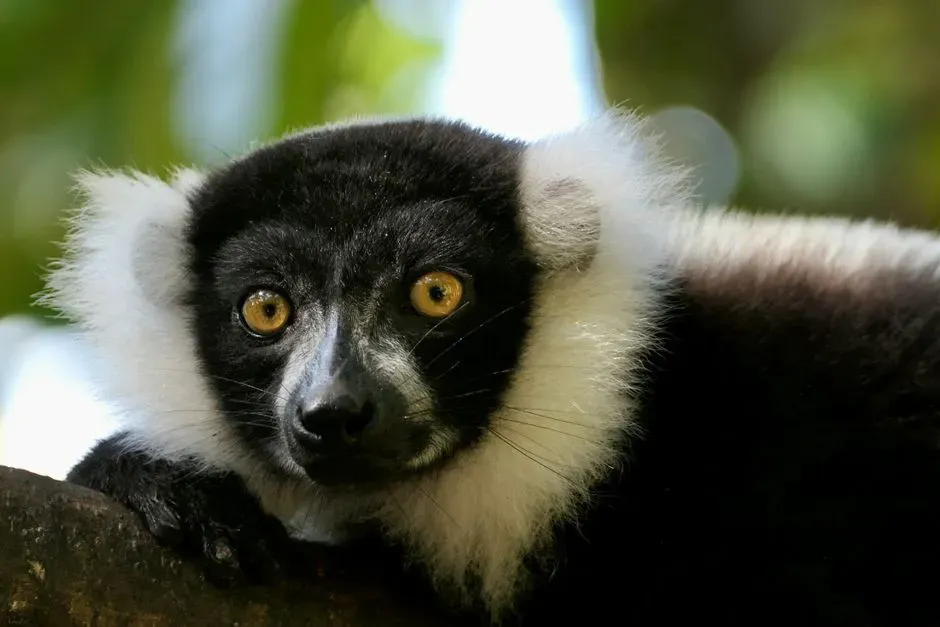 Every Other Primate Has Darker, Less Readable Eyes - But It’s Not All Or Nothing (Image Credits: Pexels)